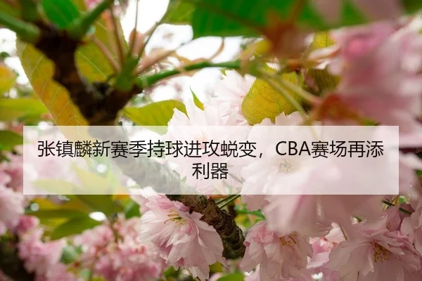 张镇麟新赛季持球进攻蜕变，CBA赛场再添利器